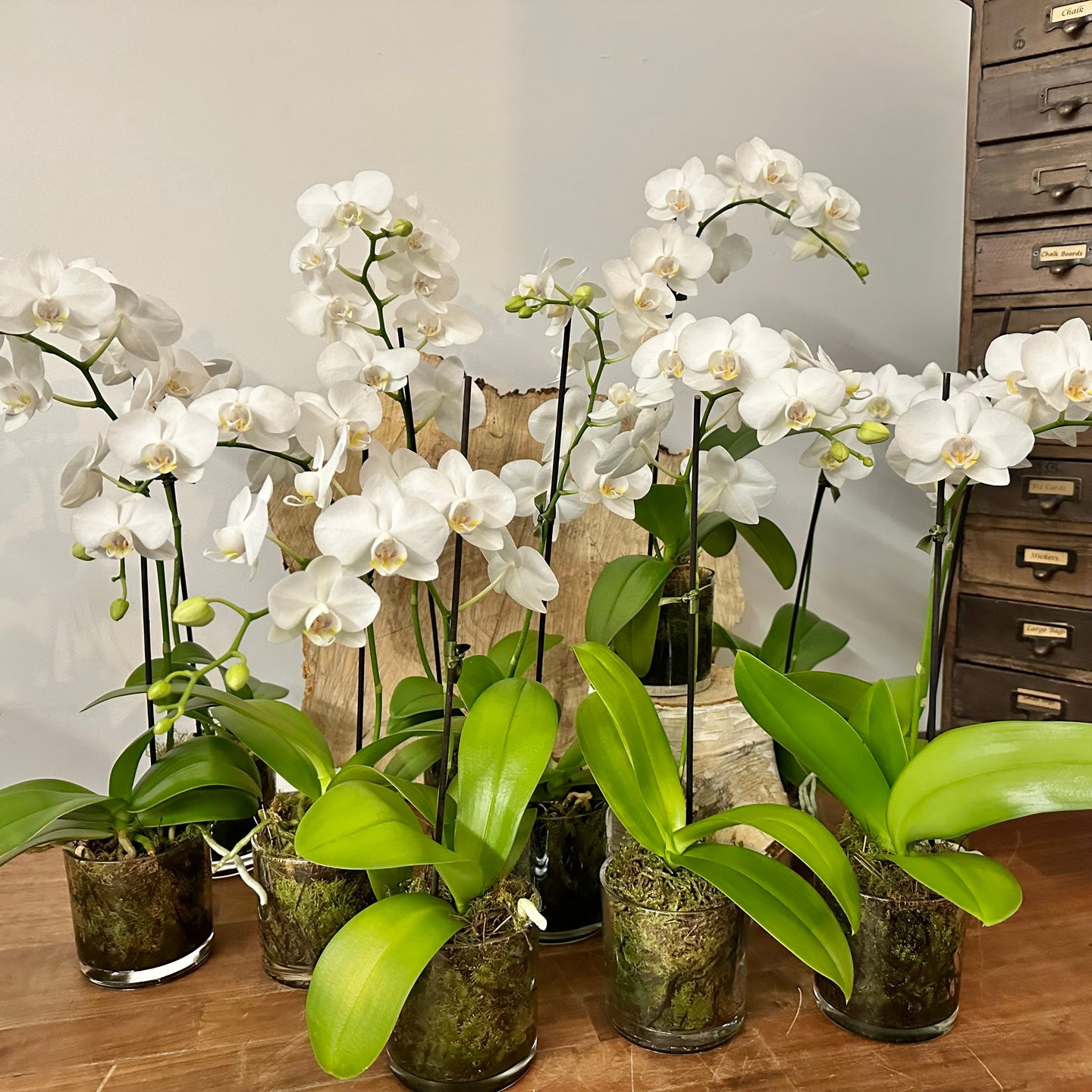 Single Stem Mini Phalaenopsis Orchid, planted with moss in a glass vase. Ready for your home or to gift