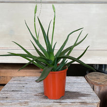 Load image into Gallery viewer, Aloe Vera Plant
