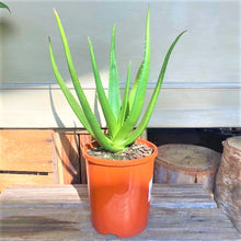 Load image into Gallery viewer, Aloe Vera Plant