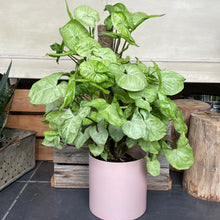 Load image into Gallery viewer, White Butterfly