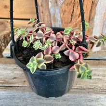 Load image into Gallery viewer, Calico Kitten