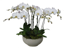 Load image into Gallery viewer, Phalaenopsis Planter
