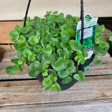 Load image into Gallery viewer, Rhipsalis Dichondra- Emerald Falls