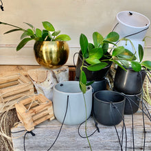 Load image into Gallery viewer, Rhipsalis Cassutha