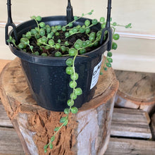 Load image into Gallery viewer, String of Pearls