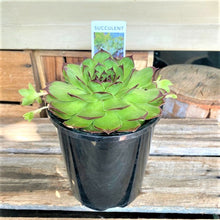 Load image into Gallery viewer, Large Succulent