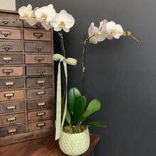 Load image into Gallery viewer, Phalaenopsis Planter