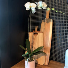 Load image into Gallery viewer, Phalaenopsis Planter