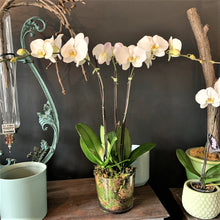 Load image into Gallery viewer, Phalaenopsis Planter
