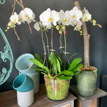 Load image into Gallery viewer, Phalaenopsis Planter