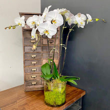 Load image into Gallery viewer, Phalaenopsis Planter