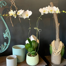 Load image into Gallery viewer, Phalaenopsis Planter