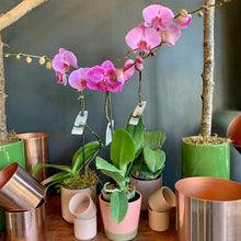 Load image into Gallery viewer, Phalaenopsis Planter
