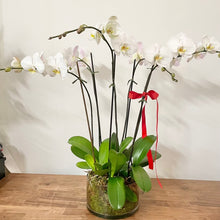 Load image into Gallery viewer, Phalaenopsis Planter
