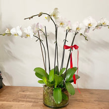 Load image into Gallery viewer, Phalaenopsis Planter