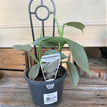 Load image into Gallery viewer, Philodendron Silver Sword