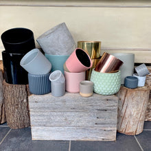 Load image into Gallery viewer, New Zealand Lily- Matapouri Bay