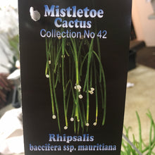 Load image into Gallery viewer, Rhipsalis bacciferra sip.maritiana