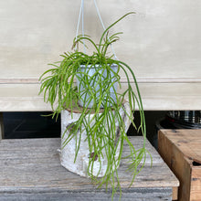 Load image into Gallery viewer, Rhipsalis Cassutha