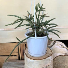 Load image into Gallery viewer, Rhipsalis Horrida