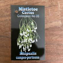 Load image into Gallery viewer, Rhipsalis campos portoana