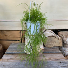 Load image into Gallery viewer, Rhipsalis campos portoana