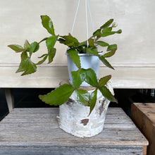 Load image into Gallery viewer, Rhipsalis elliptica