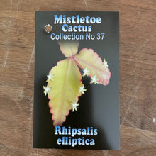 Load image into Gallery viewer, Rhipsalis elliptica