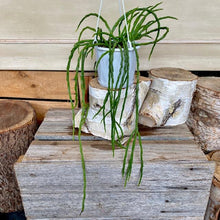Load image into Gallery viewer, Rhipsalis Dichondra- Emerald Falls