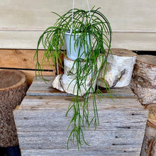 Load image into Gallery viewer, Rhipsalis Dichondra- Emerald Falls