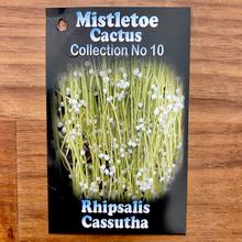 Load image into Gallery viewer, Rhipsalis Dichondra- Emerald Falls