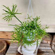 Load image into Gallery viewer, Rhipsalis Teres Forma Heteroclada