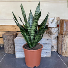 Load image into Gallery viewer, Sansevieria