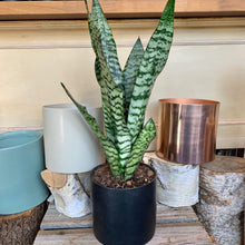 Load image into Gallery viewer, Sansevieria