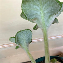 Load image into Gallery viewer, Sinningia - Emerald Forest