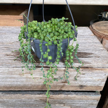 Load image into Gallery viewer, String of Pearls