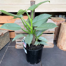 Load image into Gallery viewer, Wolf's Head Philodendron