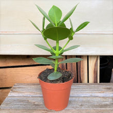 Load image into Gallery viewer, Clusia