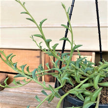 Load image into Gallery viewer, String of Dolphins