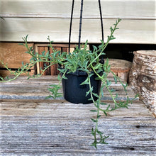 Load image into Gallery viewer, String of Dolphins