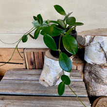 Load image into Gallery viewer, Hoya