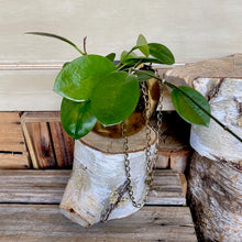 Load image into Gallery viewer, Hoya