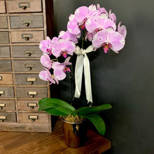 Load image into Gallery viewer, Phalaenopsis Planter