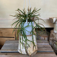 Load image into Gallery viewer, Rhipsalis Red Coral