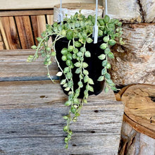 Load image into Gallery viewer, String of Pearls - Variegated