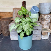 Load image into Gallery viewer, White Butterfly