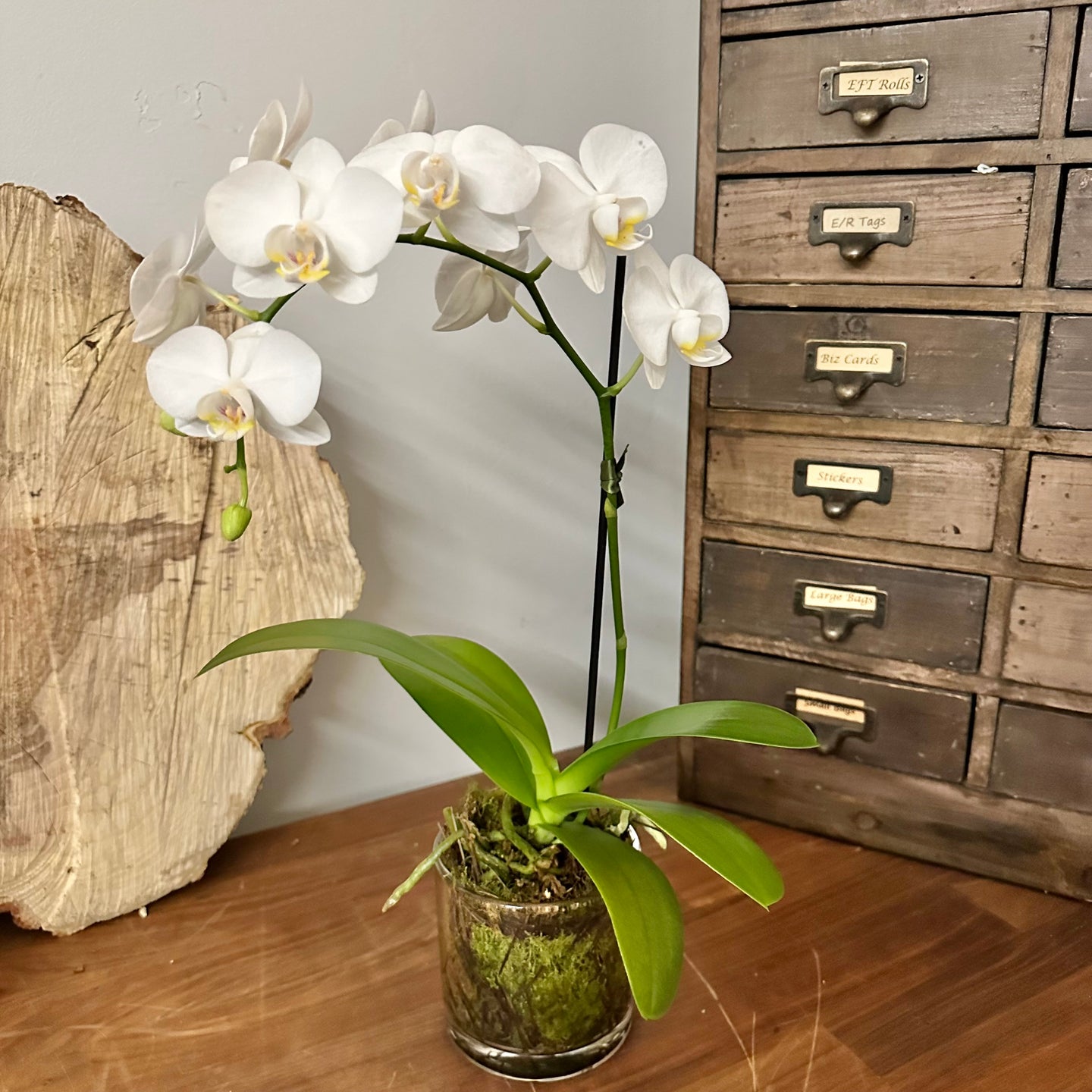 Single Stem Mini Phalaenopsis Orchid, planted with moss in a glass vase. Ready for your home or to gift