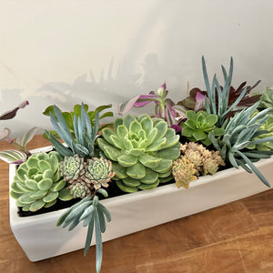 Succulent Planter Trough - Fresh