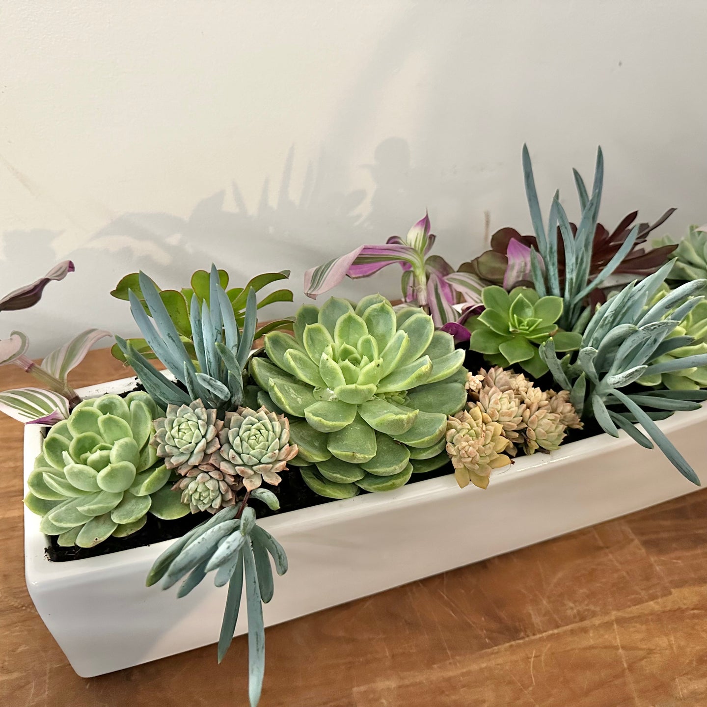 succulent trough Succulent Planter Trough