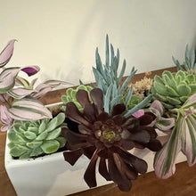 Load image into Gallery viewer, Succulent Planter Trough - Fresh
